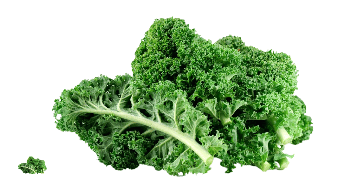 A close-up picture of kale related to kale nutrition facts, in white background.