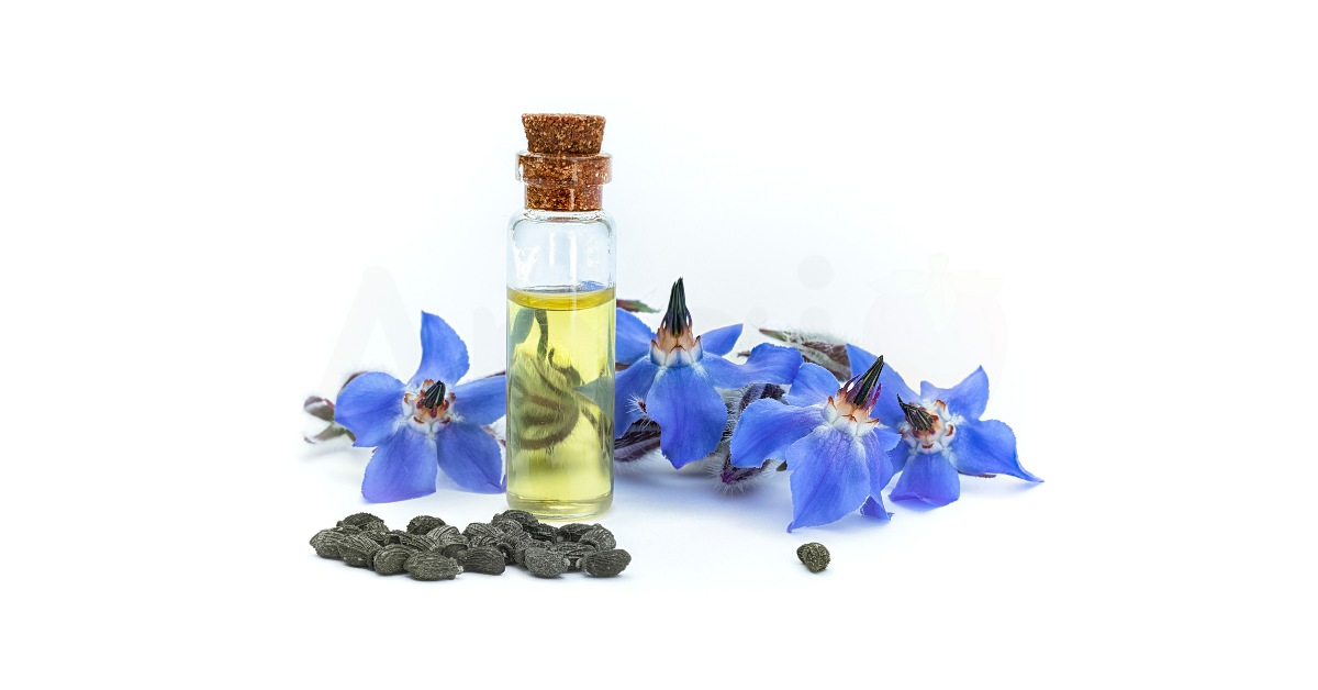 A close-up picture of borage seed oil related to borage seed oil nutrition facts, in white background.