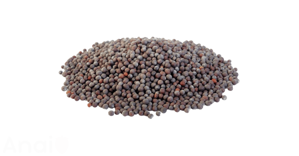 A close-up picture of mustard seeds related to mustard seed nutrition facts, in white background.