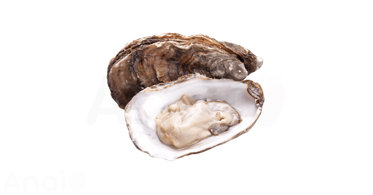 A close-up picture of oysters related to oyster nutrition facts, in white background.