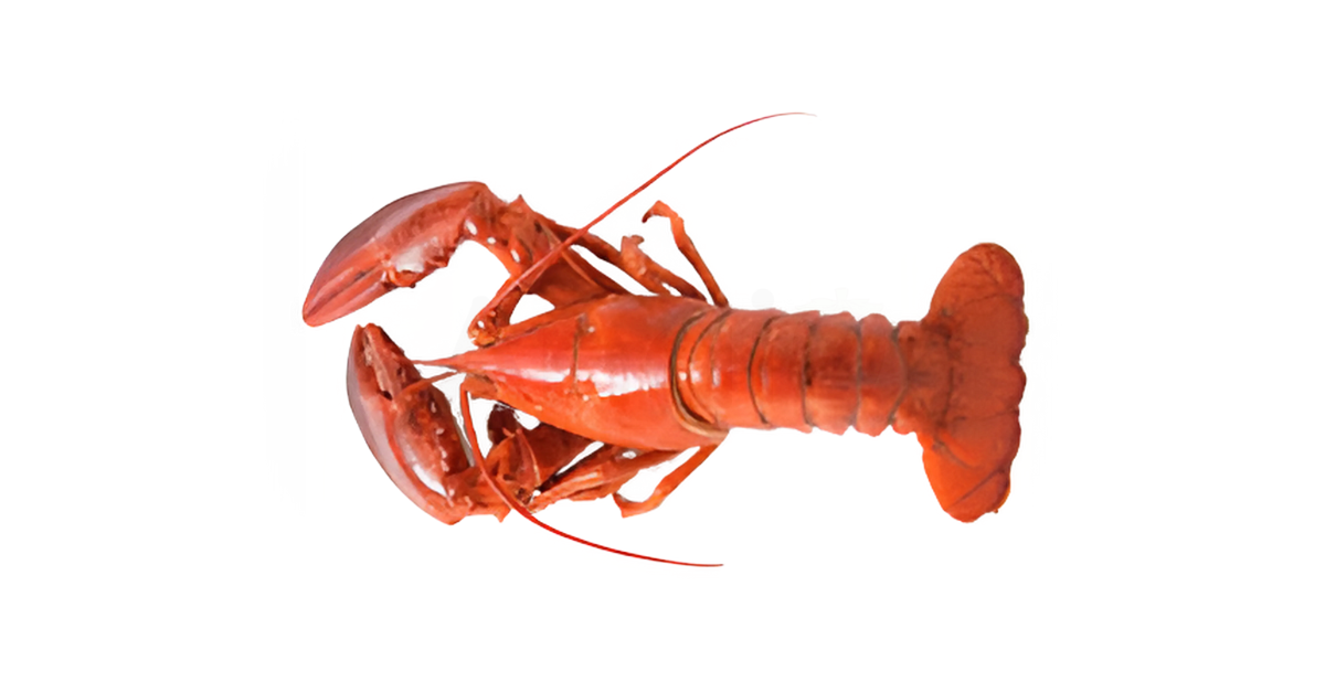A close-up picture of lobsters related to lobster nutrition facts, in white background.