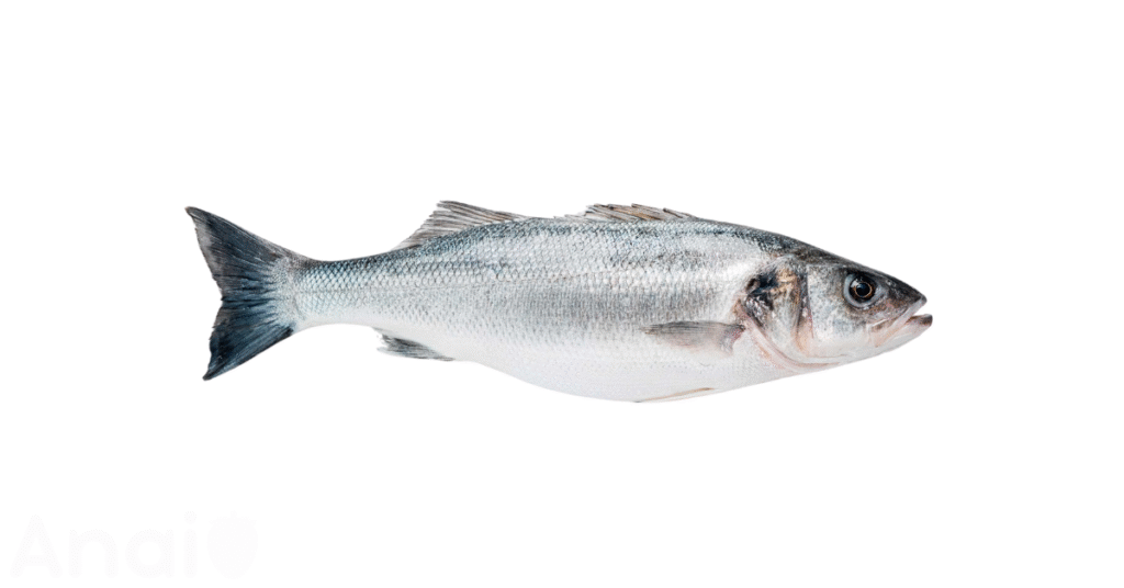 A close-up picture of sea bass related to sea bass nutrition facts, in white background.