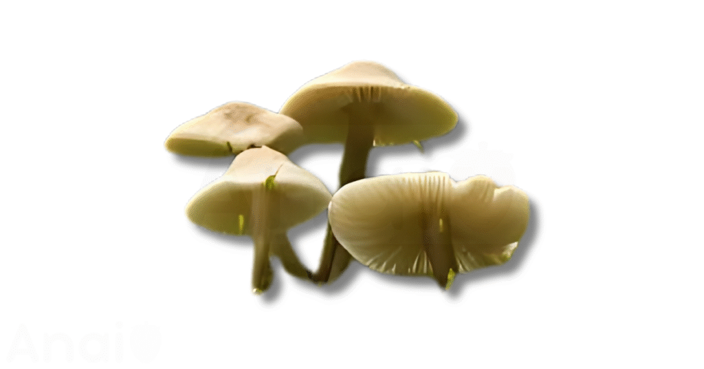 Studio photos of the most common tripe substitutes and tripe alternatives.