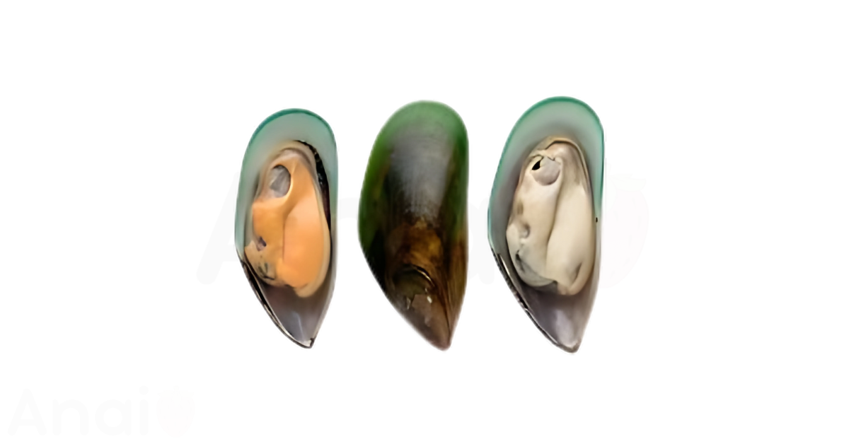 A close-up picture of mussels related to mussel nutrition facts, in white background.