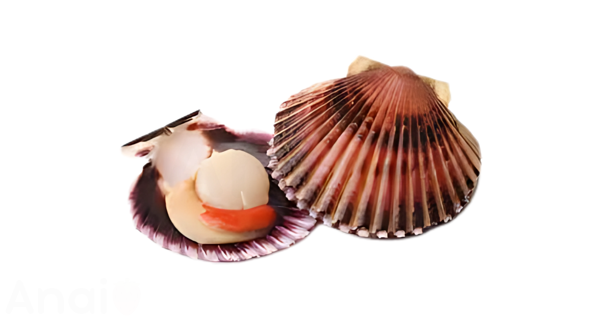 A close-up picture of scallops related to scallop nutrition facts, in white background.