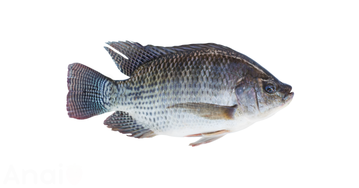A close-up picture of tilapia related to tilapia nutrition facts, in white background.