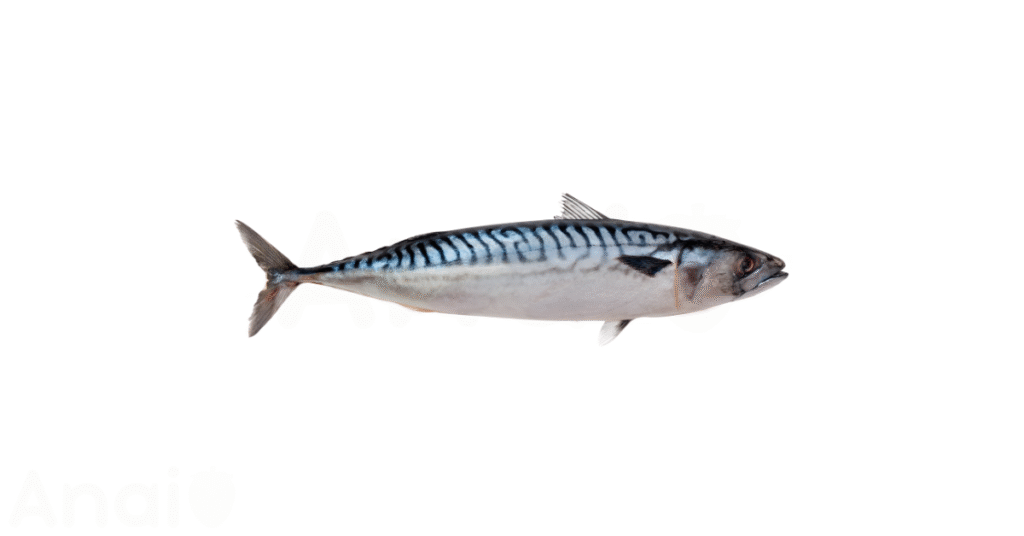 A close-up picture of mackerel related to mackerel nutrition facts, in white background.