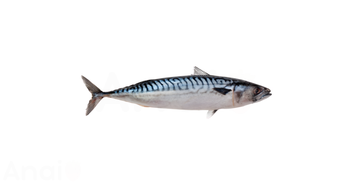 A close-up picture of mackerel related to mackerel nutrition facts, in white background.