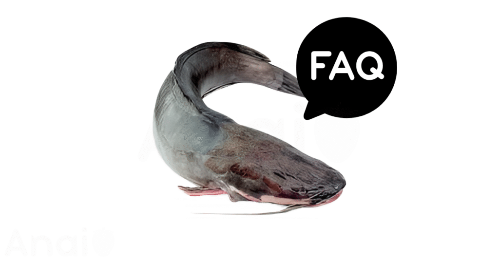 A pic of fresh catfish next to a black banner for catfish nutrition FAQs.