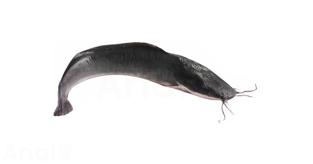 A close-up picture of catfish related to catfish nutrition facts, in white background.