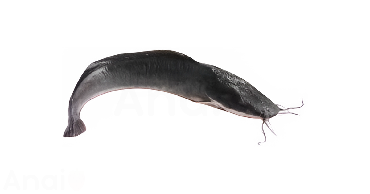 A close-up picture of catfish related to catfish nutrition facts, in white background.