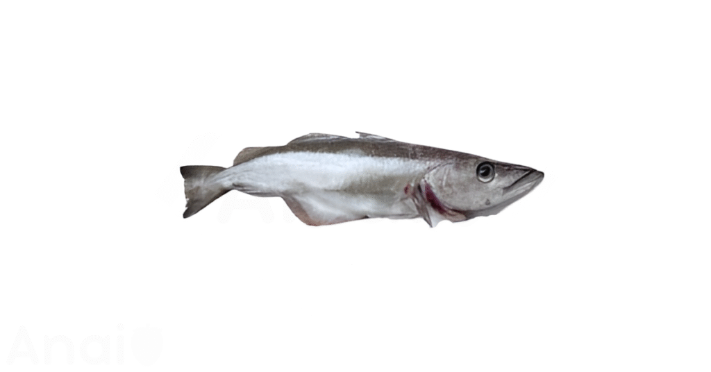 Studio photos of the most common catfish substitutes and catfish alternatives.