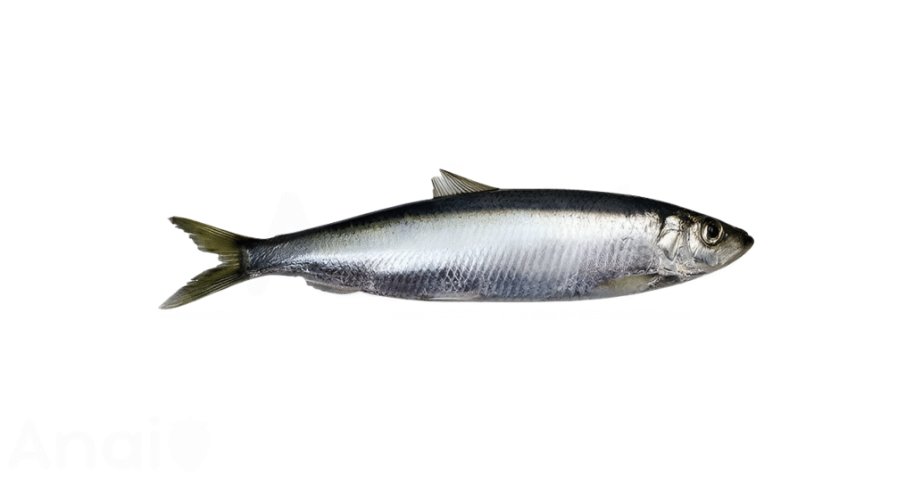 A close-up picture of herring related to herring nutrition facts, in white background.