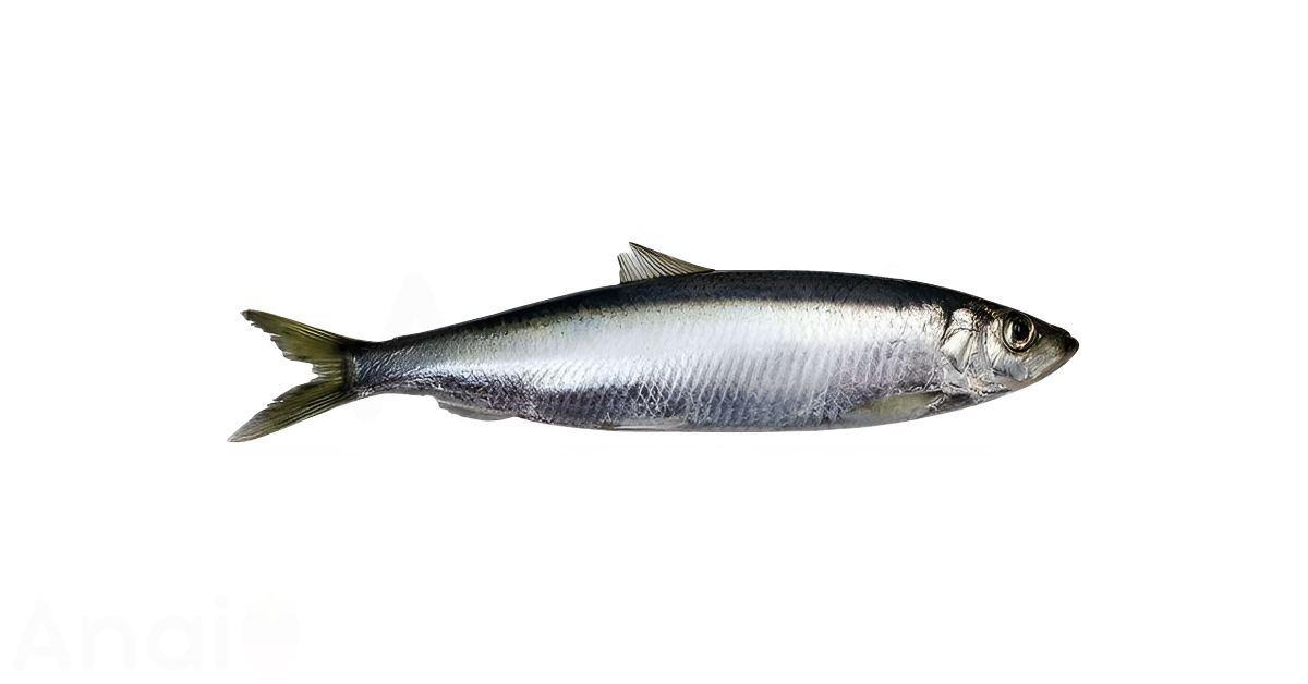 A close-up picture of herring related to herring nutrition facts, in white background.