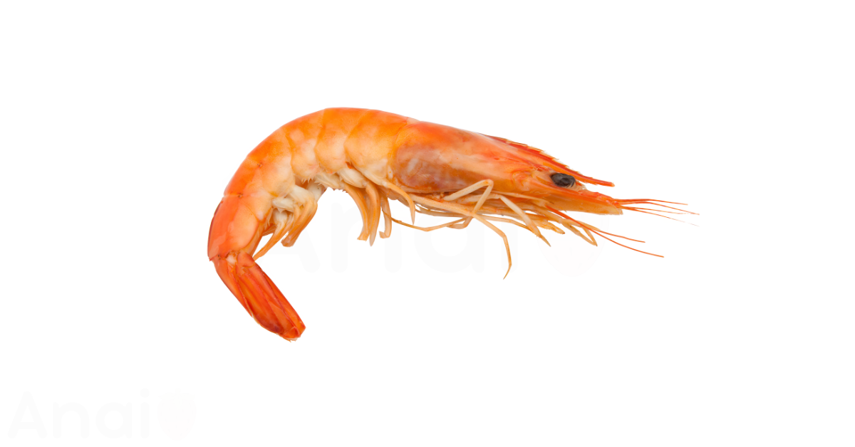 A close-up picture of prawns related to prawn nutrition facts, in white background.