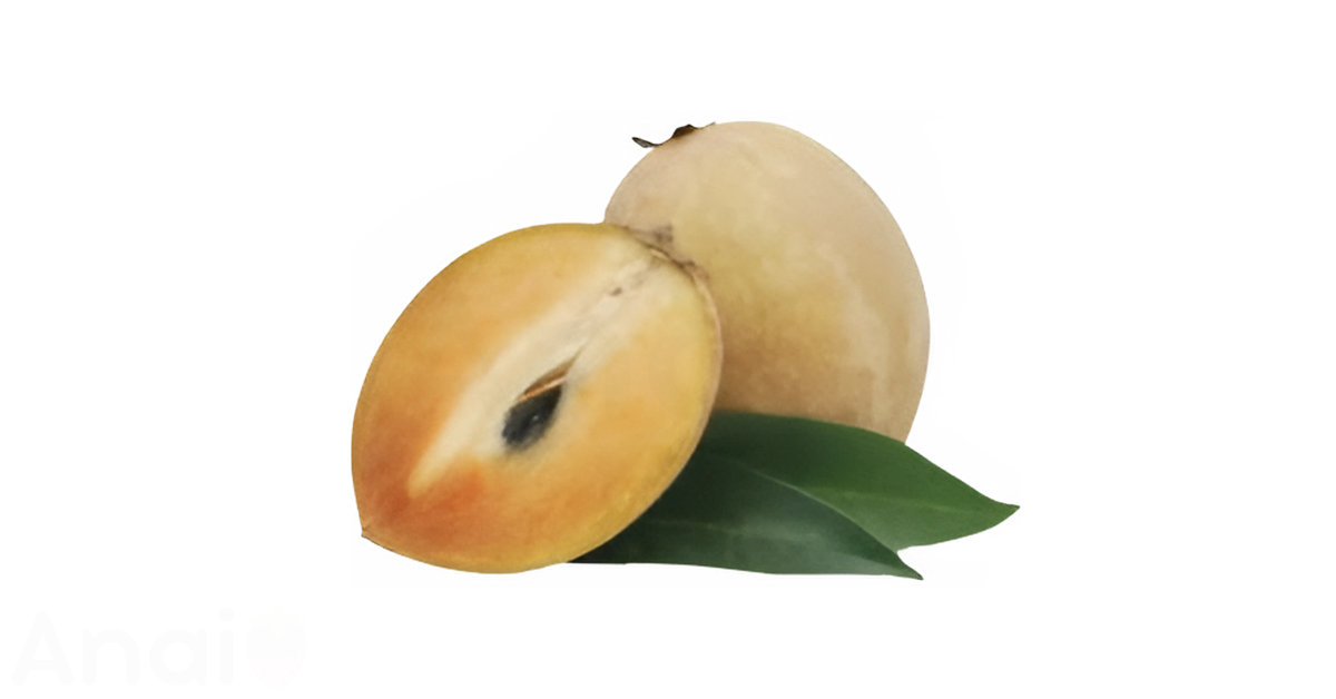 A close-up picture of sapodillas related to sapodilla nutrition facts, in white background.