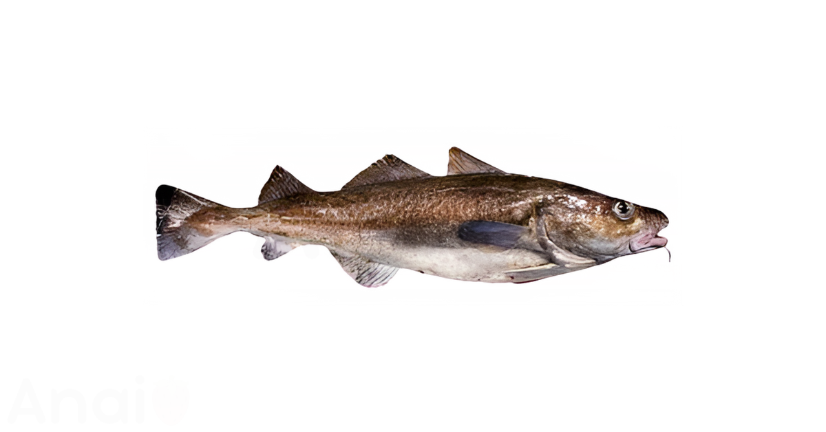 A close-up picture of cod related to cod nutrition facts, in white background.