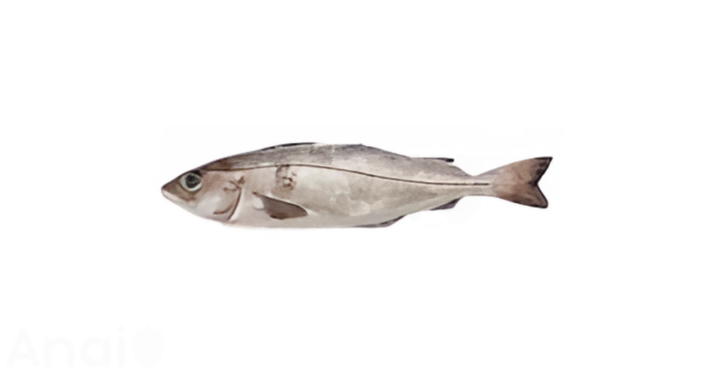 Studio photos of the most common cod substitutes and cod alternatives.