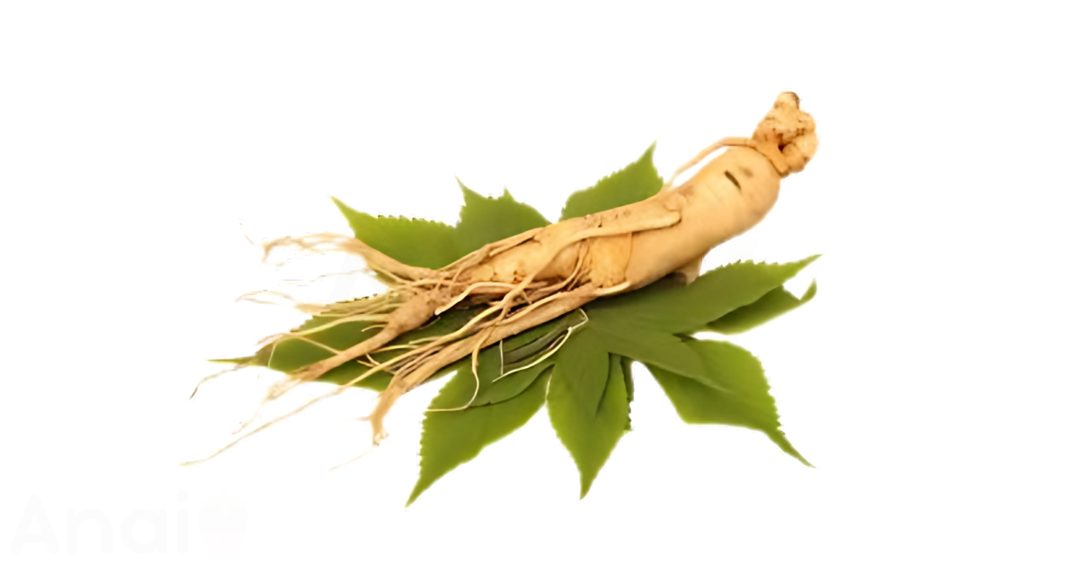 A close-up picture of ginseng related to ginseng nutrition facts, in white background.
