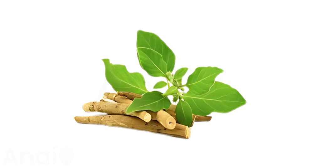 Studio photos of the most common ginseng substitutes and ginseng alternatives.