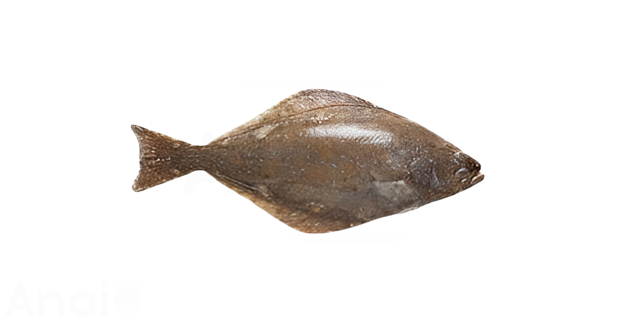 A close-up picture of halibut related to halibut nutrition facts, in white background.