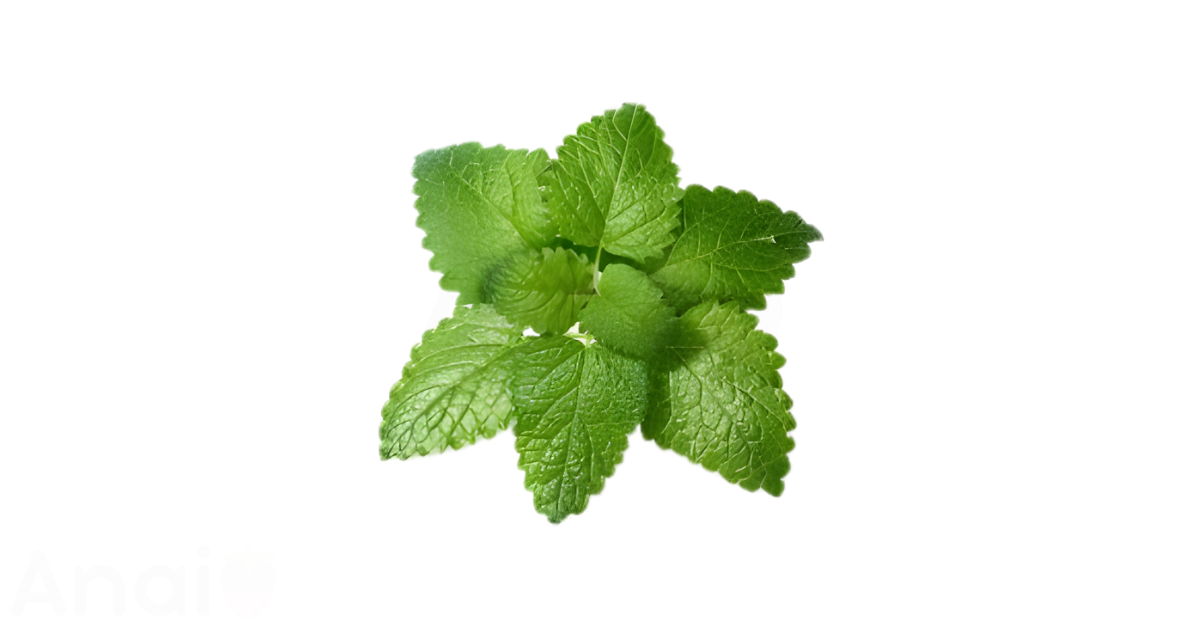 A close-up picture of lemon balm related to lemon balm nutrition facts, in white background.