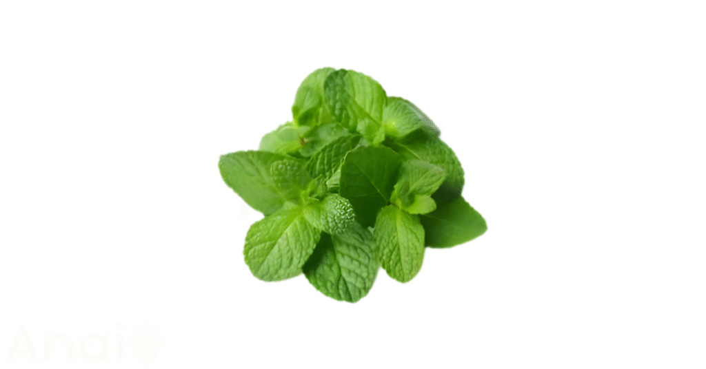 Studio photos of the most common lemon balm substitutes and lemon balm alternatives.