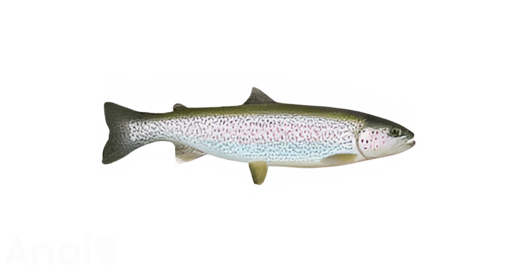A close-up picture of trouts related to trout nutrition facts, in white background.