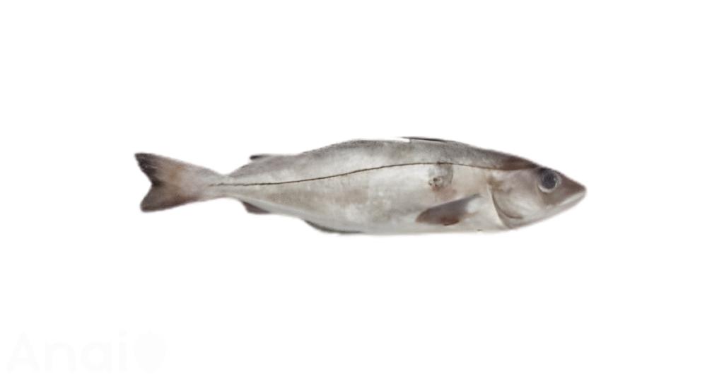 A close-up picture of haddock related to haddock nutrition facts, in white background.