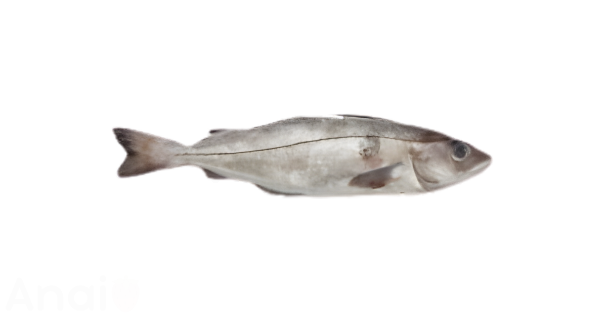 A close-up picture of haddock related to haddock nutrition facts, in white background.