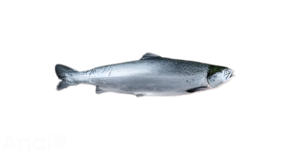 Studio photos of the most common haddock substitutes and haddock alternatives.