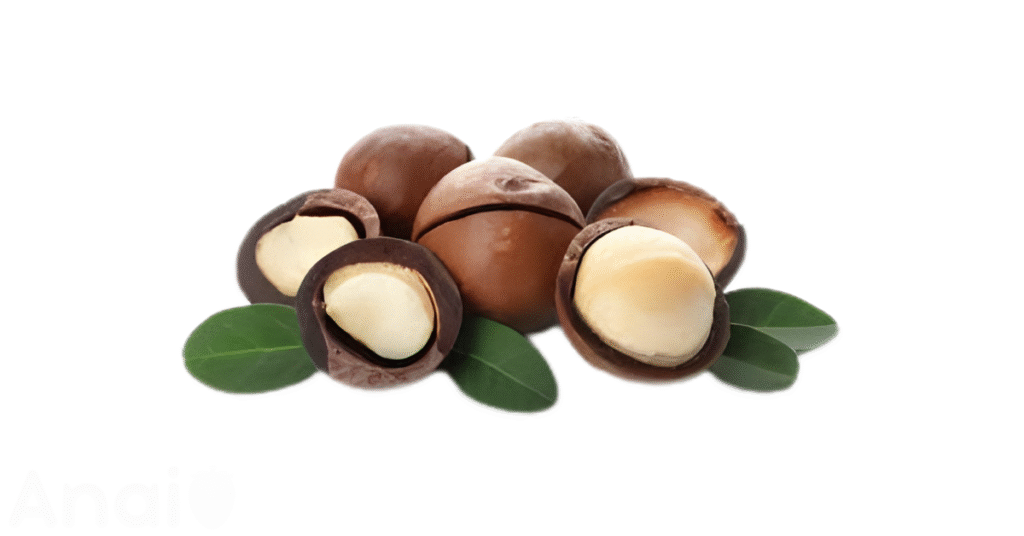 A close-up picture of macadamia nuts related to macadamia nut nutrition facts, in white background.