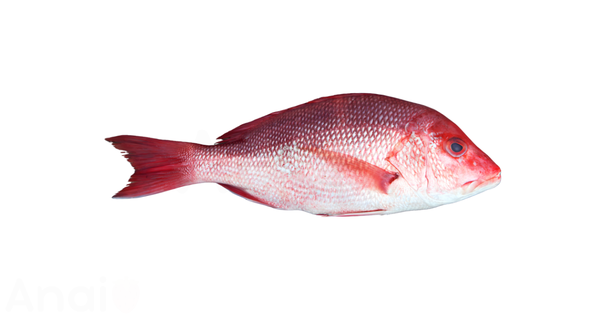 A close-up picture of snapper related to snapper nutrition facts, in white background.