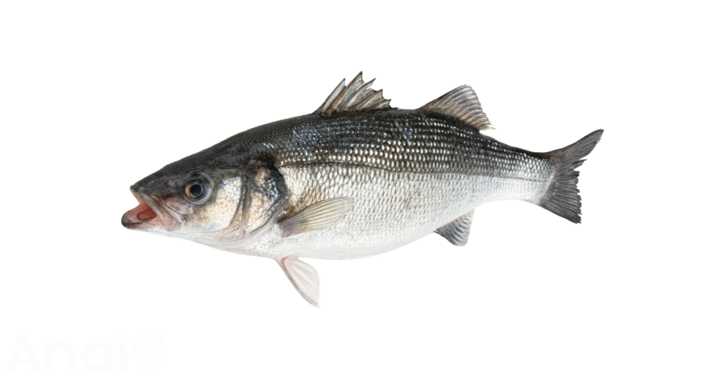 Studio photos of the most common snapper substitutes and snapper alternatives.