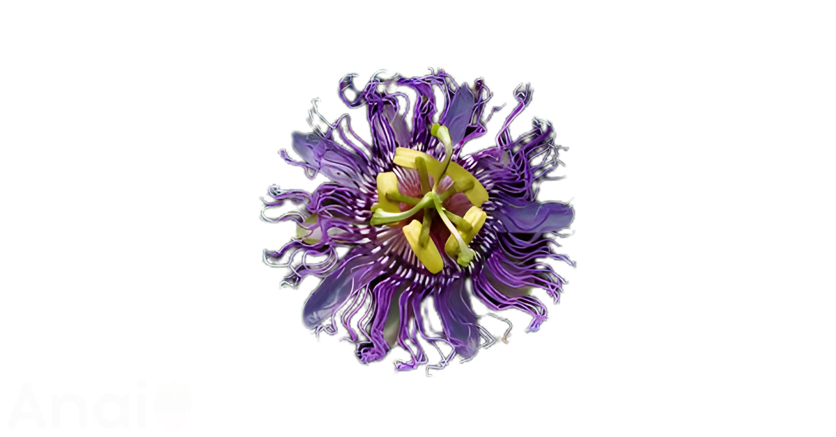 A close-up picture of passionflower related to passionflower nutrition facts, in white background.