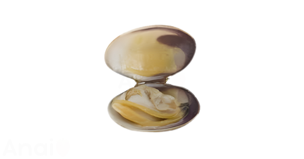 A close-up picture of clams related to clam nutrition facts, in white background.