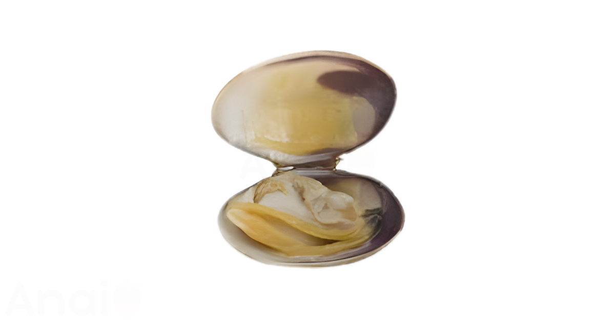 A close-up picture of clams related to clam nutrition facts, in white background.