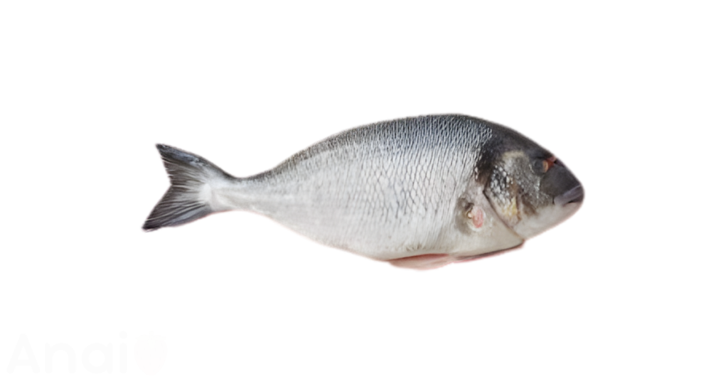 A close-up picture of sea bream related to sea bream nutrition facts, in white background.