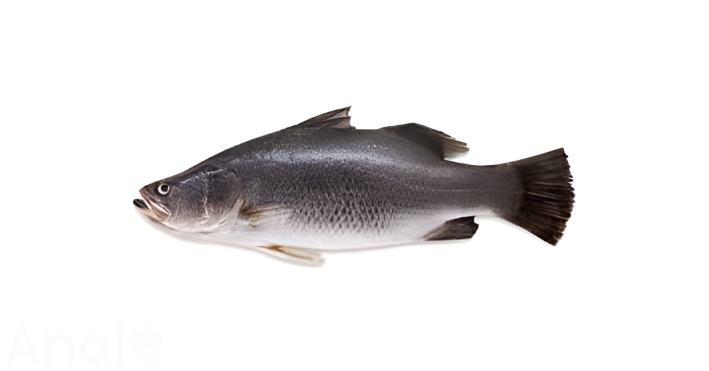 Studio photos of the most common sea bream substitutes and sea bream alternatives.