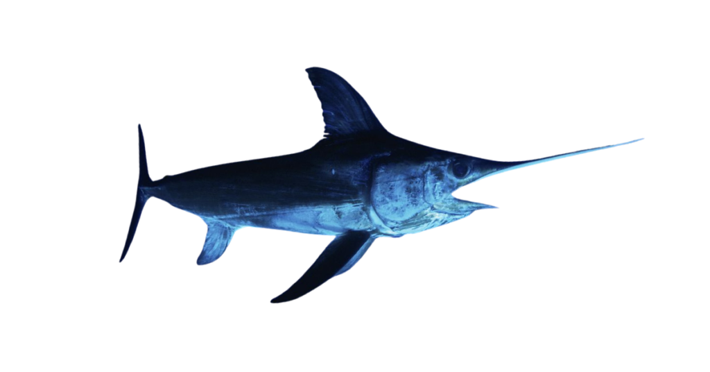 A close-up picture of swordfish related to swordfish nutrition facts, in white background.