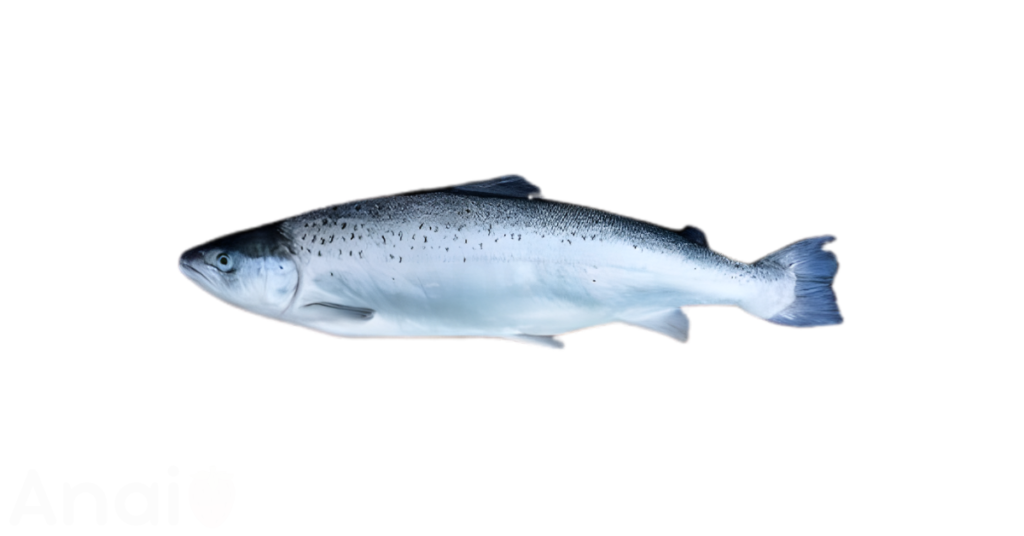 Studio photos of the most common swordfish substitutes and swordfish alternatives.